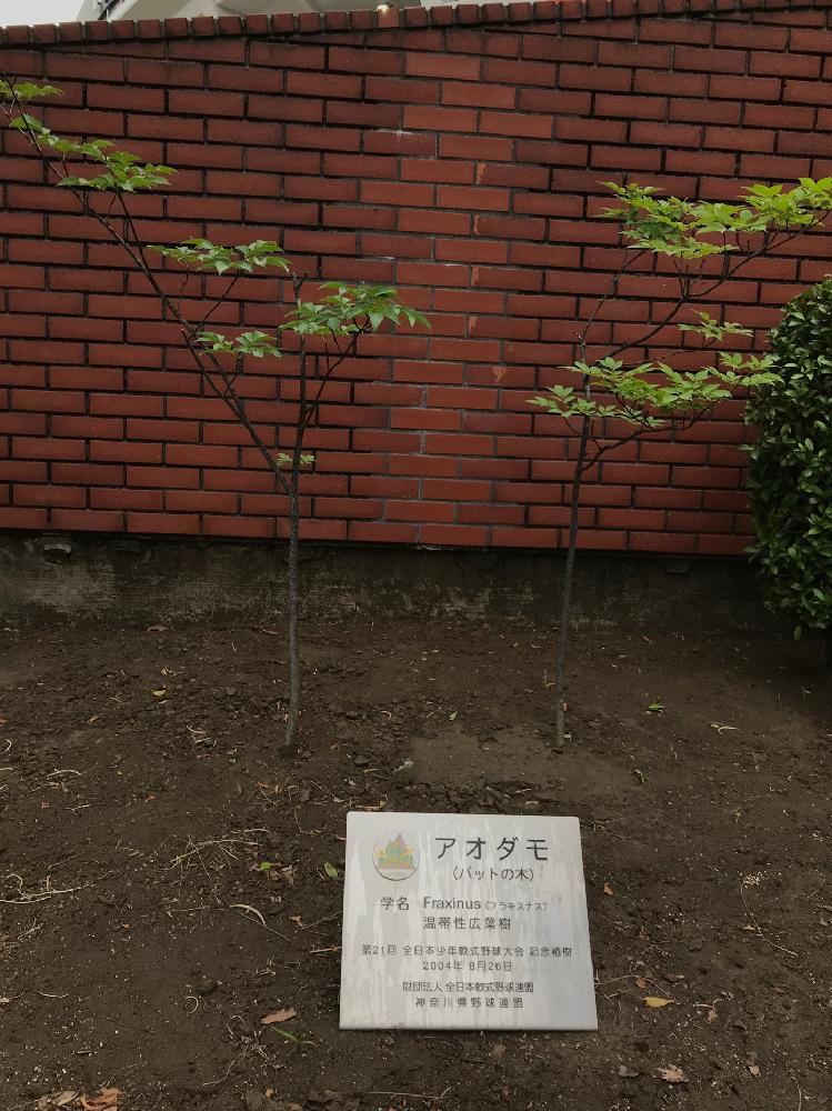 アオダモの投稿画像 By 檀 Mayumiさん バットの木 18月5月26日 Greensnap グリーンスナップ