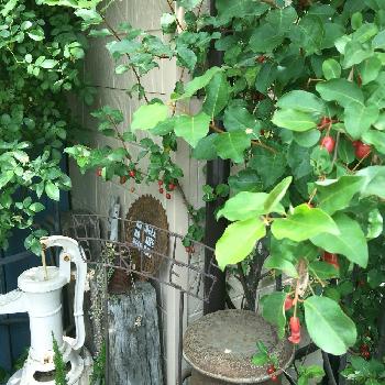 井戸ポンプの画像 by Rt_styleさん | 小さな庭とガーデン雑貨とサビサビと極狭庭とjunkと実りと小さな庭からと雑貨とガーデニングと古道具と井戸ポンプ