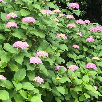 酸性土壌の投稿画像一覧 Greensnap グリーンスナップ