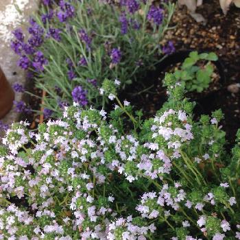 元気出していきましょうの投稿画像一覧 Greensnap グリーンスナップ