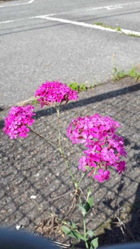 ムシトリナデシコの投稿画像 By Flower Skyさん お出かけ先とピンクの花と満開と春の花々 とムシトリとgs日和とおさんぽ日和と空き地に咲く花 と花のある暮らしと小さな花と青空とピンクの花と満開と春の花々 とムシトリとgs日和とおさんぽ日和と空き地に咲く花と花 ムシトリナデシコの投稿画像 By Flower Skyさん お出かけ先とピンクの花と満開と春の花々 とムシトリとgs日和とおさんぽ日和と空き地に咲く花 と花のある暮らしと小さな花と青空とピンクの花と満開と春の花々 とムシトリとgs日和とおさんぽ日和と空き地に咲く花と花