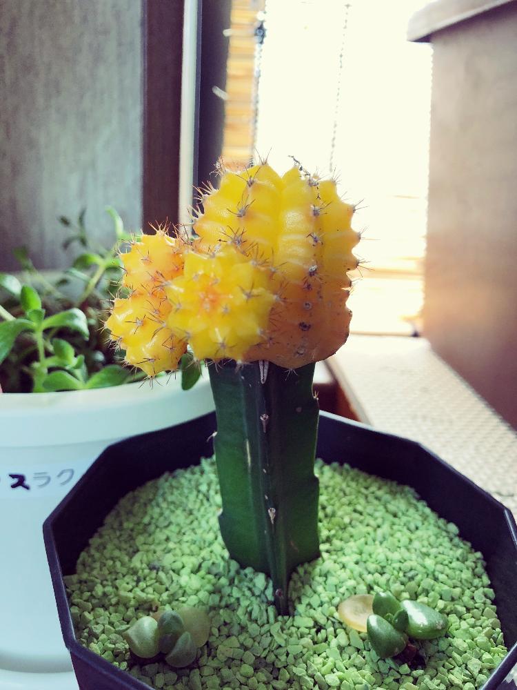 サボテンの投稿画像 By Scarletさん 相談とオススメとゆっくり成長とサボテンの花 18月5月27日 Greensnap グリーンスナップ