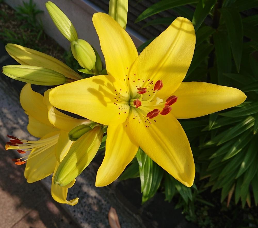 大きな花の投稿画像 By Blankaさん お散歩道と黄色い花と華やかな と花のある暮らし 18月5月27日 Greensnap グリーンスナップ