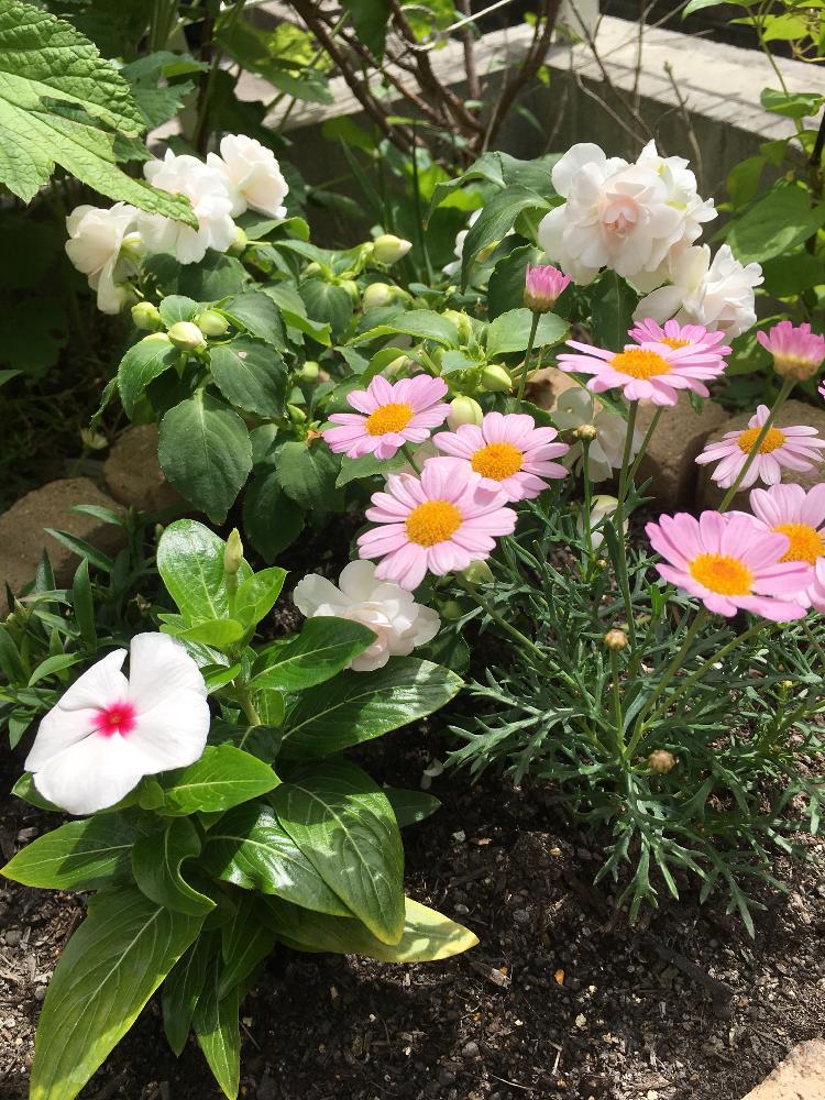 ニチニチソウの投稿画像 By Erimothさん インパチェンス シルエットとガーデニングと寄植え 18月5月27日 Greensnap グリーンスナップ