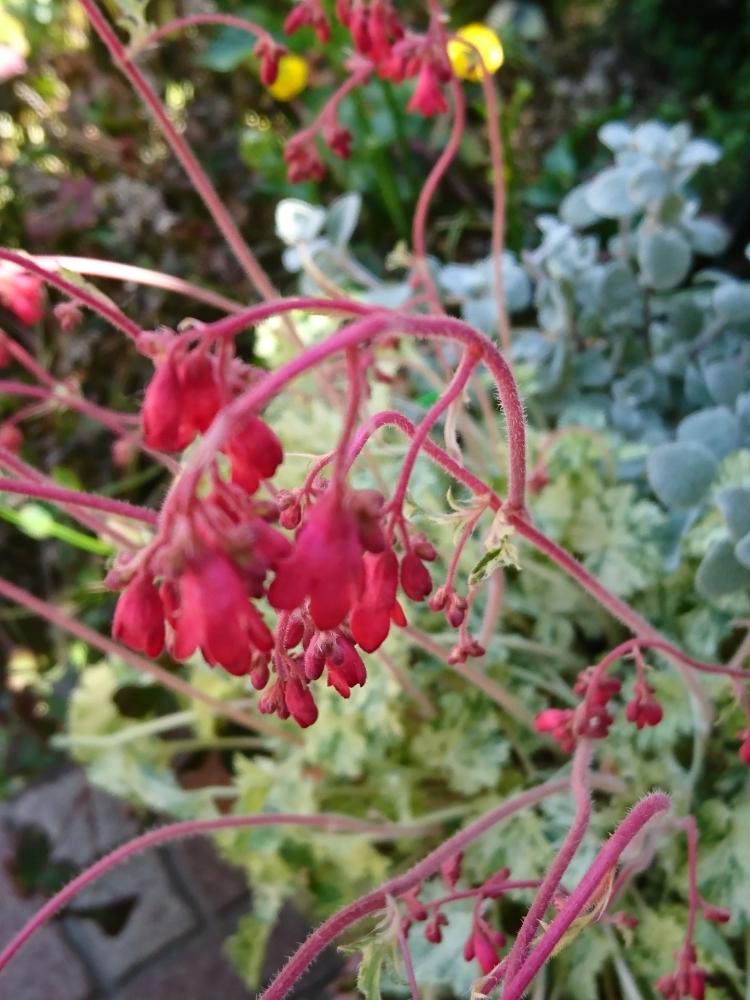 赤い花の投稿画像 By ポコアポコさん 鉢植えと小さい花と花のある暮らしとかわいいな と北海道とグレコマ ライムミント 18月5月27日 Greensnap グリーンスナップ