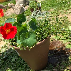 ハーブの寄せ植え,今日の一枚,花のある暮らし,斑入りのタイム,　ローズマリーの画像