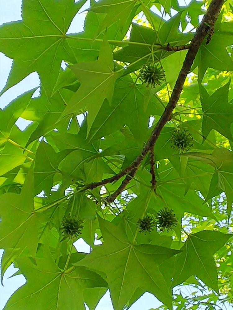 モミジバスズカケノキの投稿画像 By こずぽんさん 18月5月27日 Greensnap グリーンスナップ Greensnap グリーンスナップ