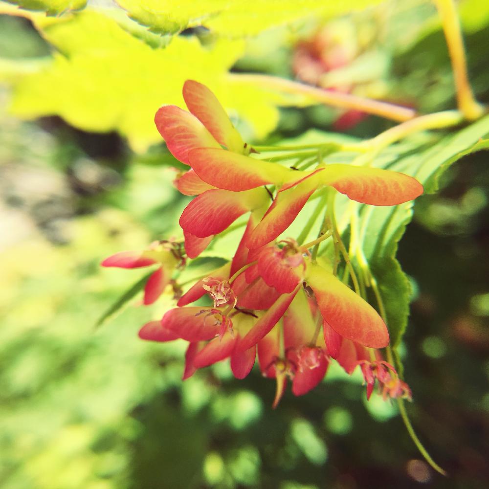 イロハモミジの花の投稿画像 By かぎかぎかぎさん 18月5月27日 Greensnap グリーンスナップ