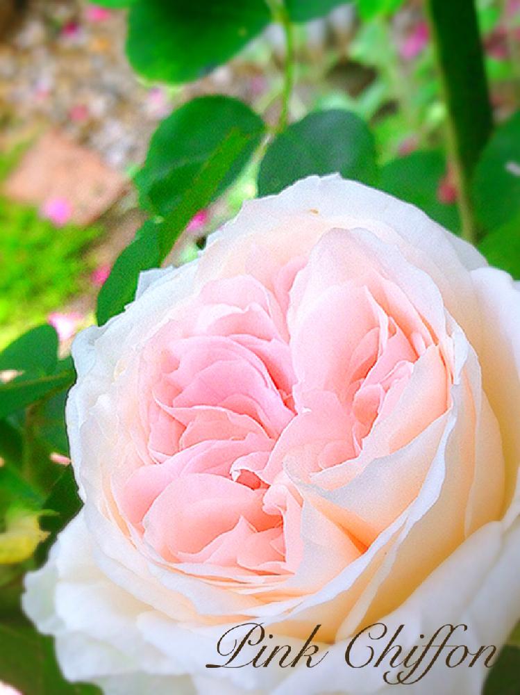 バラ ピンクシフォンの投稿画像 By つきよみさん ピンク の花とマイガーデン と自慢のバラコンテスト18と香りの良いバラとガーデニングと花のある暮らしとマイ ローズガーデンと可愛いピンク色 と地植えと いいね ありがとうとマイ ローズ ガーデン 18月5月