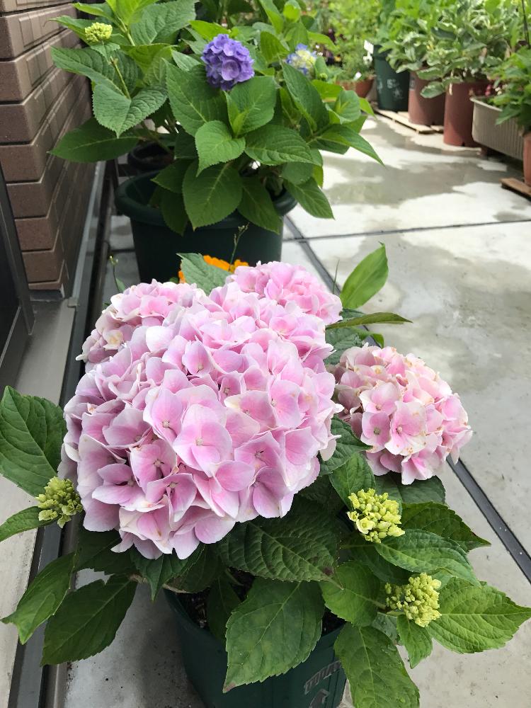 コットンキャンディーの投稿画像 By コウちゃまさん バルコニー ベランダとあじさい大好きとベランダガーデンと紫陽花 アジサイ あじさい と今日の一枚とガーデニングと花のある暮らしといやされると鉢植えアジサイとベランダーとバルコニストとあじさい大好きとベランダ