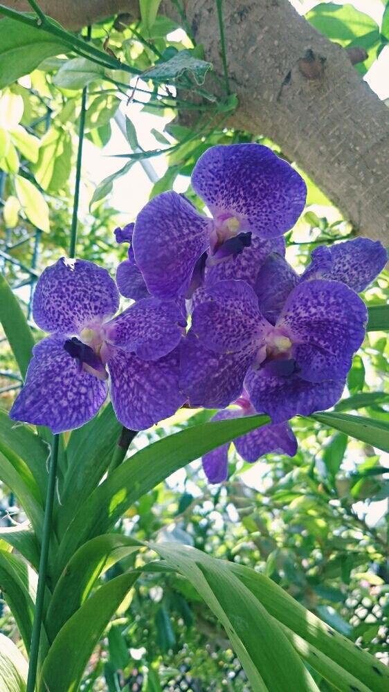 バンダの投稿画像 By Harkaさん 着生種と紫の花と植物園と南国 18月5月27日 Greensnap グリーンスナップ