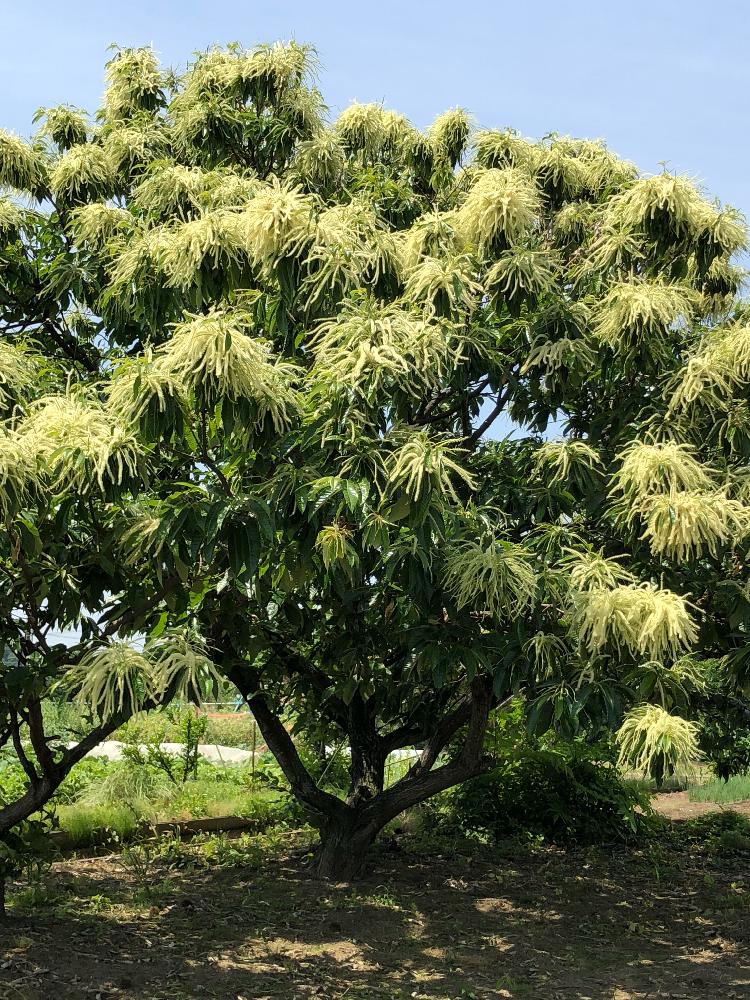 栗の花の投稿画像 By ヤマスケさん 晴天の日と市内の畑地を散歩と独特な匂いと花のある暮らし 18月5月27日 Greensnap グリーンスナップ