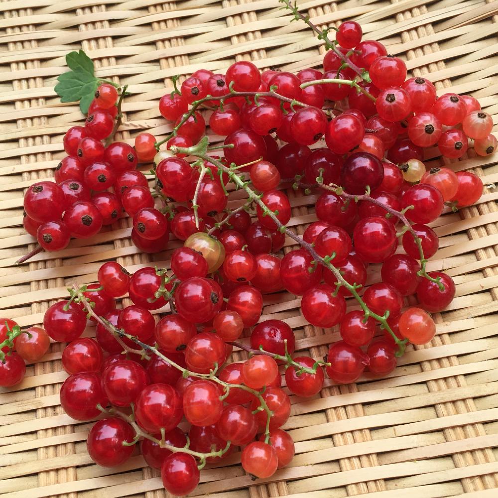 レッドカラントの投稿画像 By 茶トラさん フルーツと庭の樹木と収穫と実のなる木 18月5月28日 Greensnap グリーンスナップ