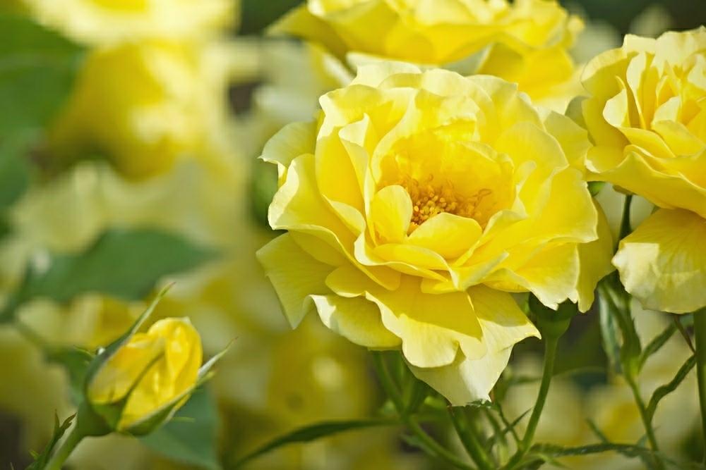 サンフレアーの投稿画像 By Otoさん 薔薇園と中之島公園と中之島バラ園と朝陽を浴びて 18 月5月28日 Greensnap グリーンスナップ