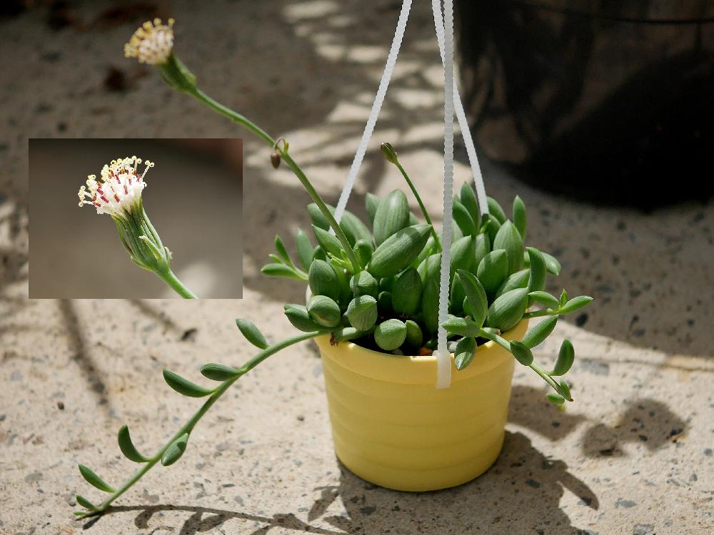 アーモンドネックレスの投稿画像 By ホイミさん 花のある暮らしとタニラーと多肉植物と多肉女子 18月5月28日 Greensnap グリーンスナップ