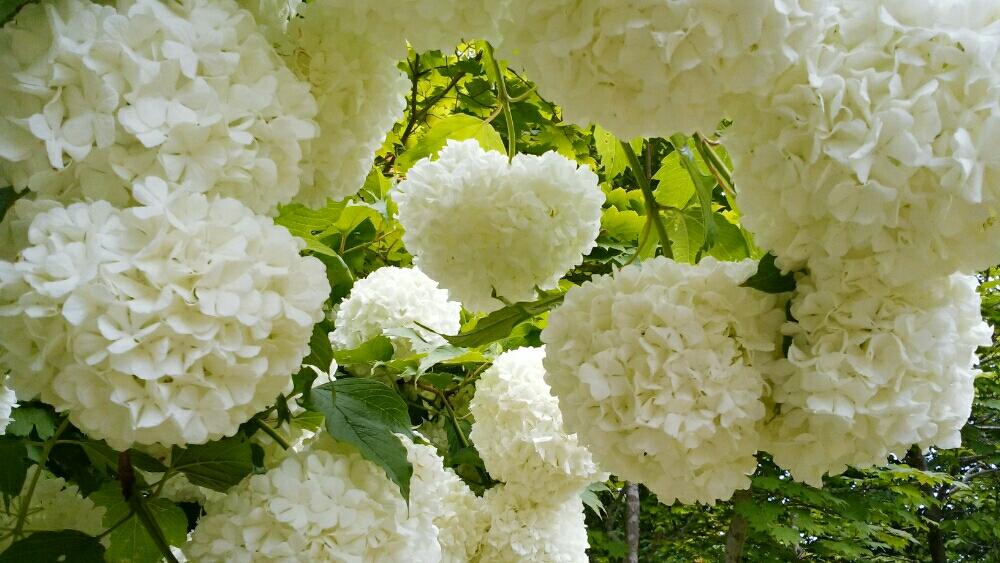 オオデマリの投稿画像 By Moonさん 花塊とやくらいガーデンと白い花と初夏の風 18月5月28日 Greensnap グリーンスナップ