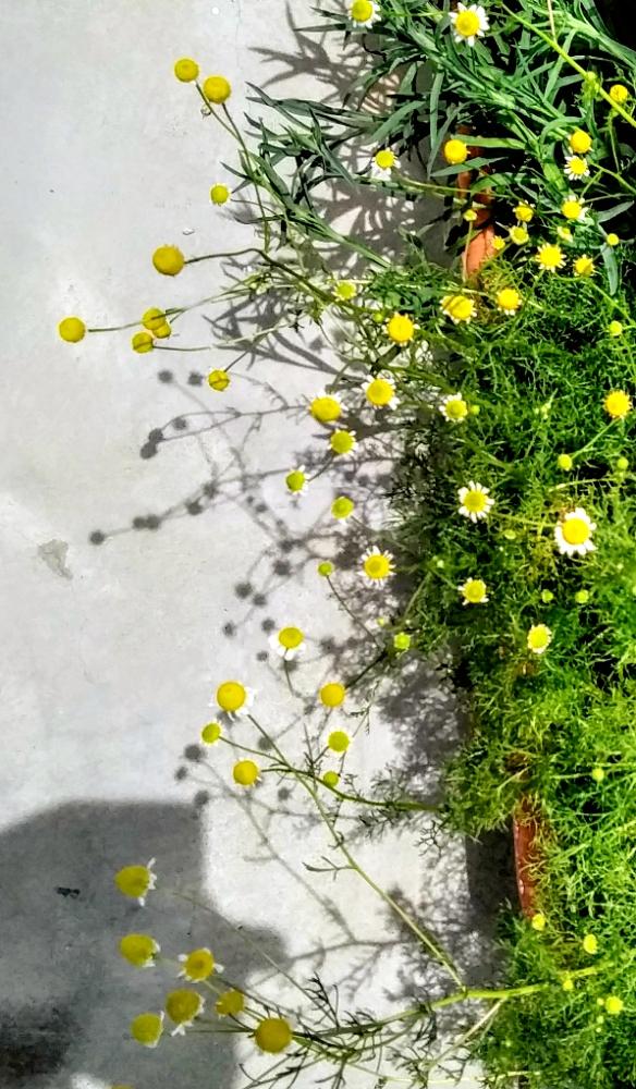 カモミールの投稿画像 By ほのぼの さん 初心者ですとgs日和と花のある暮らしとかわいいと影まで可愛い 18月5月28日 Greensnap グリーンスナップ