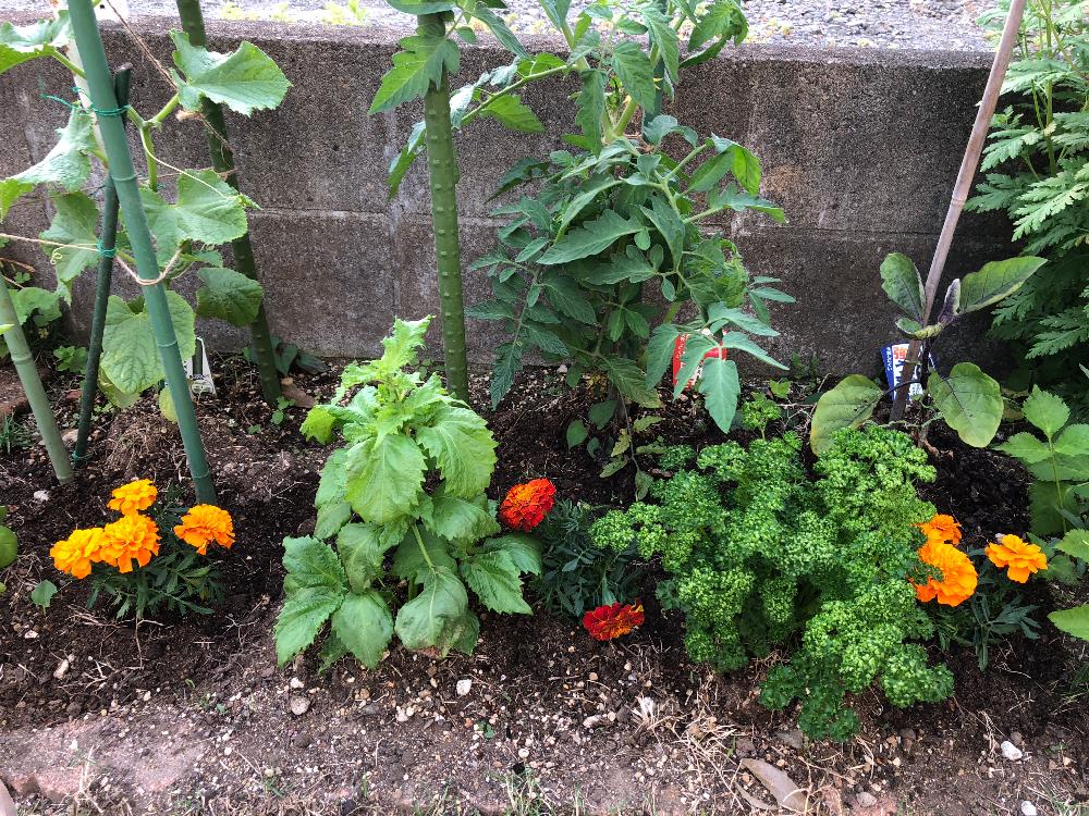 自家栽培のきゅうりの投稿画像 By Miyabiさん 狭い庭とナス とgs映えとgs日和とトマト栽培とマリーゴールド 黄色 オレンジと花のある暮らしとコンパニオンプランツ 18月5月28日 Greensnap グリーンスナップ