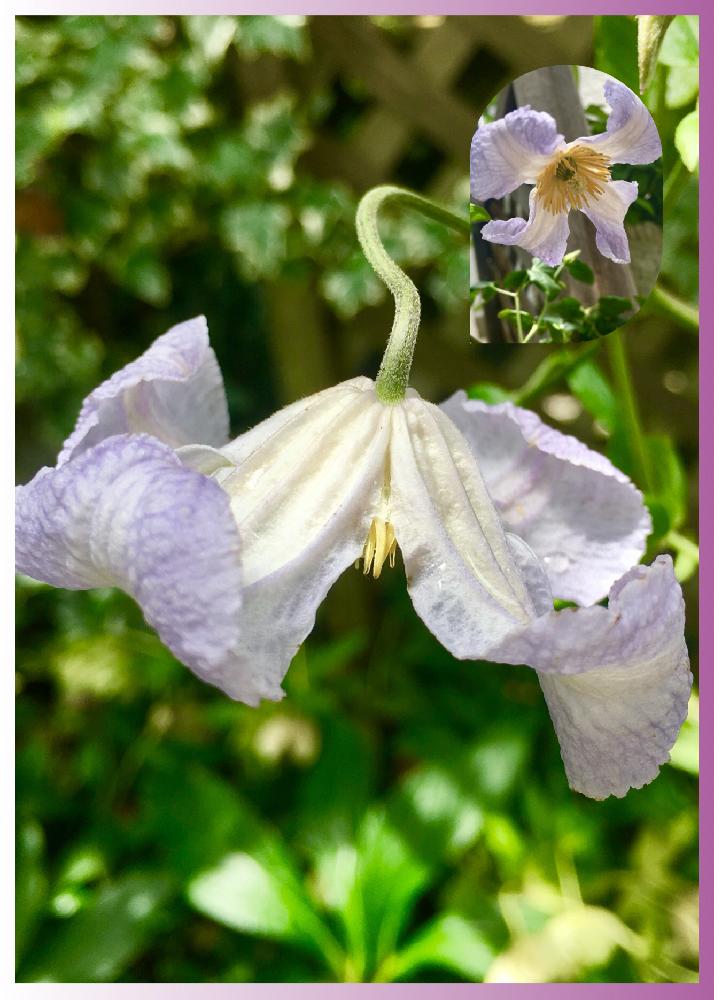 クレマチスビチセラ系 ハンナの投稿画像 By ピコさん お庭のお花とgs映えと薄紫色と花のある暮らしとかわいい 18月5月28日 Greensnap グリーンスナップ