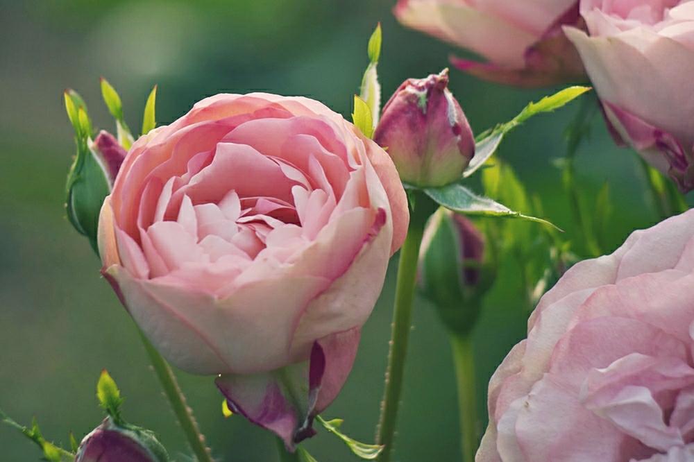 アクロポリス ロマンティカの投稿画像 By Otoさん 中之島バラ園と中之島公園と薔薇園 18 月5月28日 Greensnap グリーンスナップ