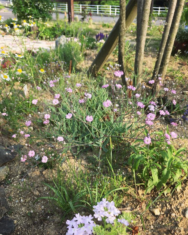 カスミソウの投稿画像 By まっつんさん ピンクの花と田舎暮らしと庭の花とガーデニング初心者と我が家の庭とかすみ草 と花のある暮らしとレンガの小道diyとレンガの小道と地植え 18月5月28日 Greensnap グリーンスナップ