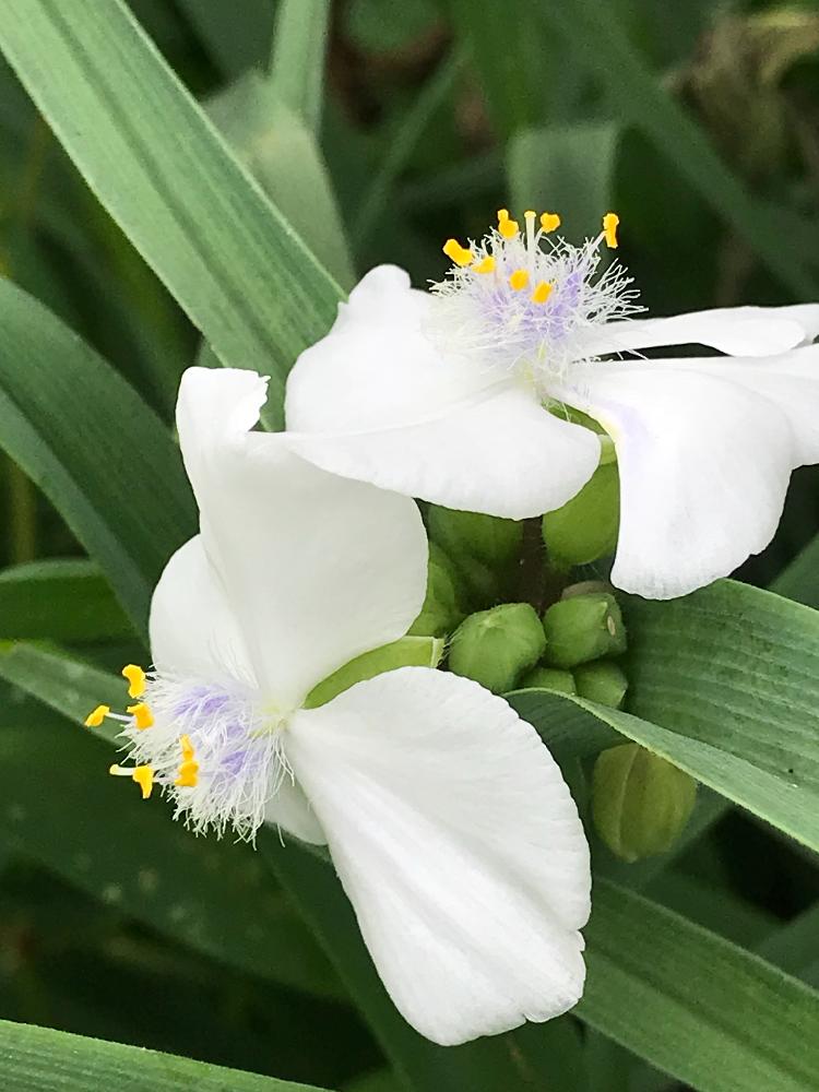 シロバナムラサキツユクサの投稿画像 By ゆきりんさん 花のある暮らしと自然の中でとツユクサ科と白い花 と今年も咲きました 18月5月29日 Greensnap グリーンスナップ