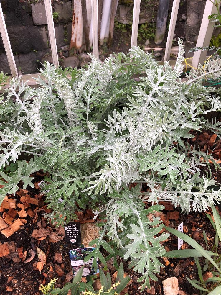 セントーレアギムノカルパの投稿画像 By Fonmoroさん 雨に輝くとガーデニング大好き とマイガーデンと植中毒と我が家の花壇とガーデニングと花のある暮らしと庭植えと地植えとiphone撮影とカラー リーフとシルバーリーフと庭の宿根草と花壇a 18月5月29日