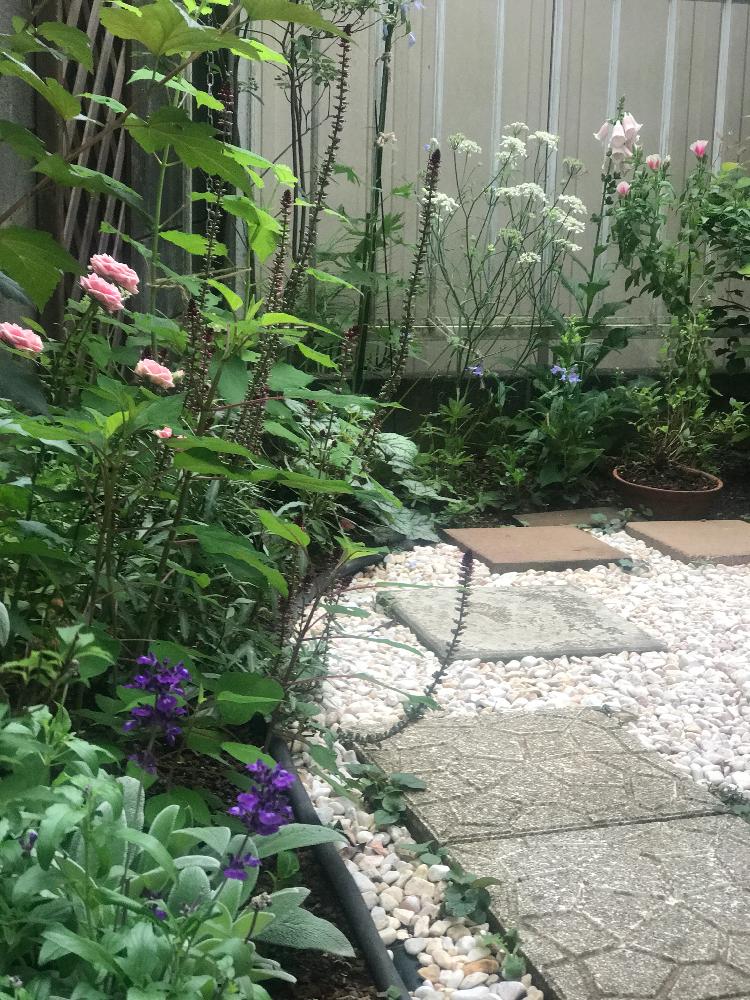 花のある暮らしの投稿画像 By 上ちゃんさん お庭づくりとイングリッシュガーデンに憧れてと小さな花壇とリシマキア アトロパープレアボジョレー とブルーサルビア と小さな庭と花のある暮らしとお庭づくりとイングリッシュガーデンに憧れてと小さな花壇とリシマキア