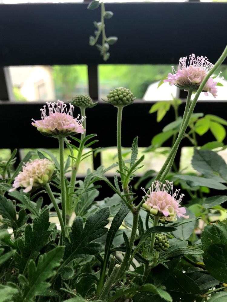 スカビオサの投稿画像 By Satsuki6さん スカビオサ ピンクグリーン 18月5月29日 Greensnap グリーンスナップ