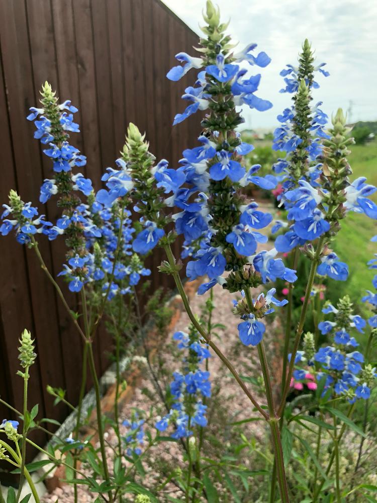 ボッグセージの投稿画像 By Chopin ショパン さん 涼しげとgs映えとナチュラルガーデンと花 のある暮らしと背が高いと庭の宿根草とサルビアウリギノーサと青い花と きれいに咲いた コンテストと青い花マニア 18月5月 29日 Greensnap グリーンスナップ