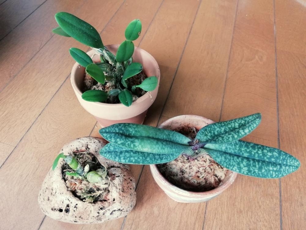 パフィオペディラム デレナティーの投稿画像 By みどりのぶちこさん デンドロビウムウェンツェンとデレナティーと植え替え記録と着生ランと作業記録とデンドロビウム 洋ランとバルコニストとパフィオペディルム 18月5月29日 Greensnap グリーンスナップ