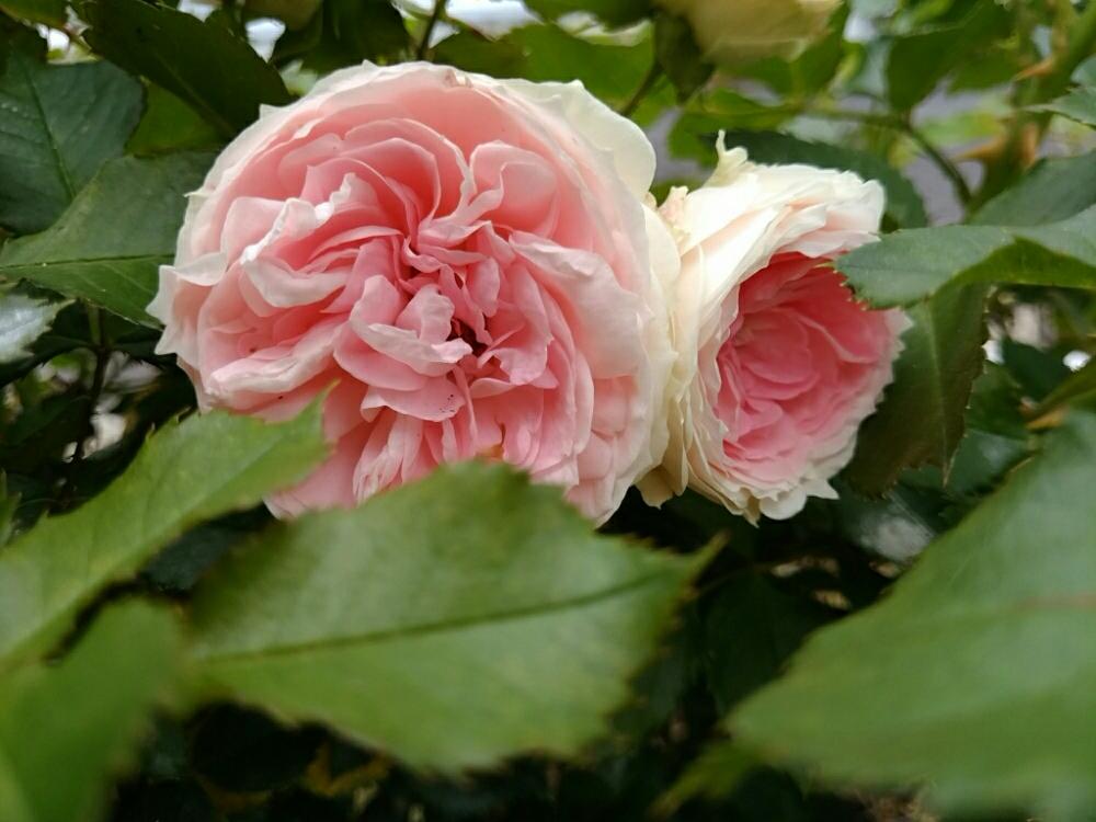 薔薇 パシュミナの投稿画像 By Ribuさん バラ パシュミナと花のある暮らし 18月5月29日 Greensnap グリーンスナップ