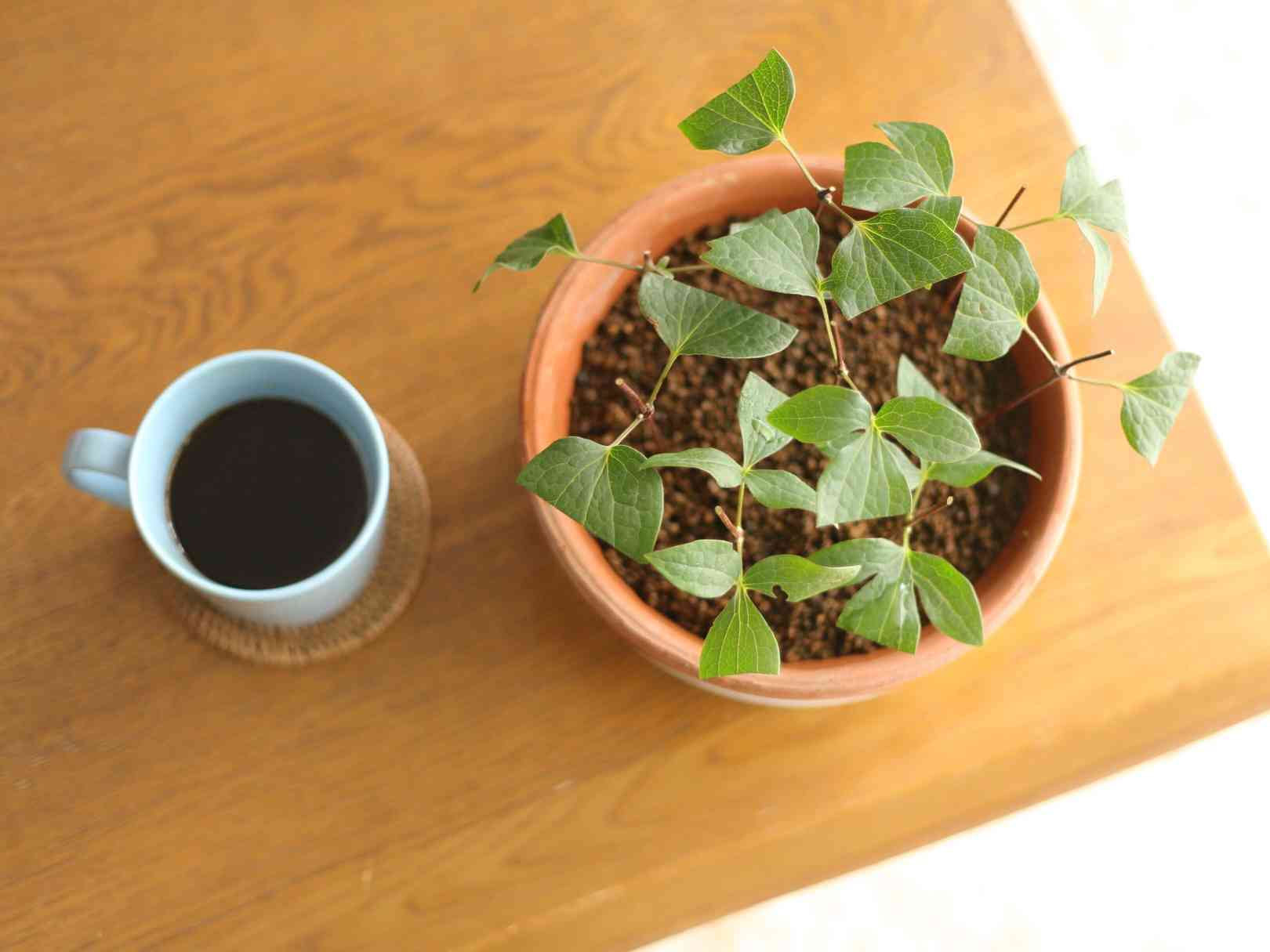 クレマチスの挿し木に挑戦！｜🍀GreenSnap（グリーンスナップ）