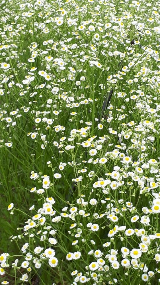 元の白い 草花 すべての美しい花の画像