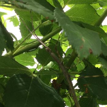 緑が隠れ蓑の投稿画像一覧 Greensnap グリーンスナップ