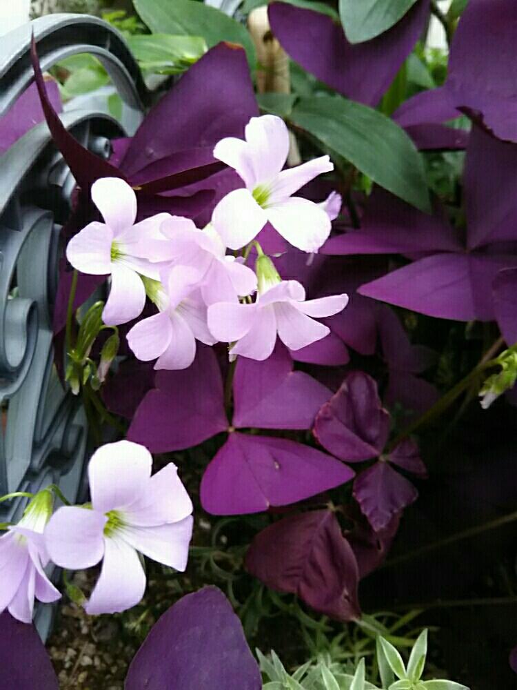 オキザリス 紫の舞の投稿画像 By Kikorinさん 雨に輝くと鮮やか パープル 紫色とgs映えと小花 と紫 青が好きと半日陰花壇と可愛い とガーデニングと花のある暮らしとグランドカバーと地植え 18月5月29日 Greensnap グリーンスナップ