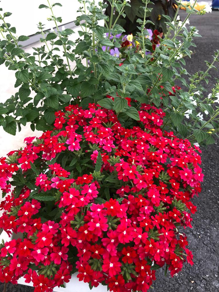 キャットミントの投稿画像 By 315yama3さん 寄せ植えと初心者とgs映えと玄関アプローチと小さな白いお花と緑のある暮らしと元気もらえると赤い花 と小さい花と花のある暮らしと白い花と小さな花とモフモフと宿根草のバーベナとミントの香りと盛り盛り 18月5月29日