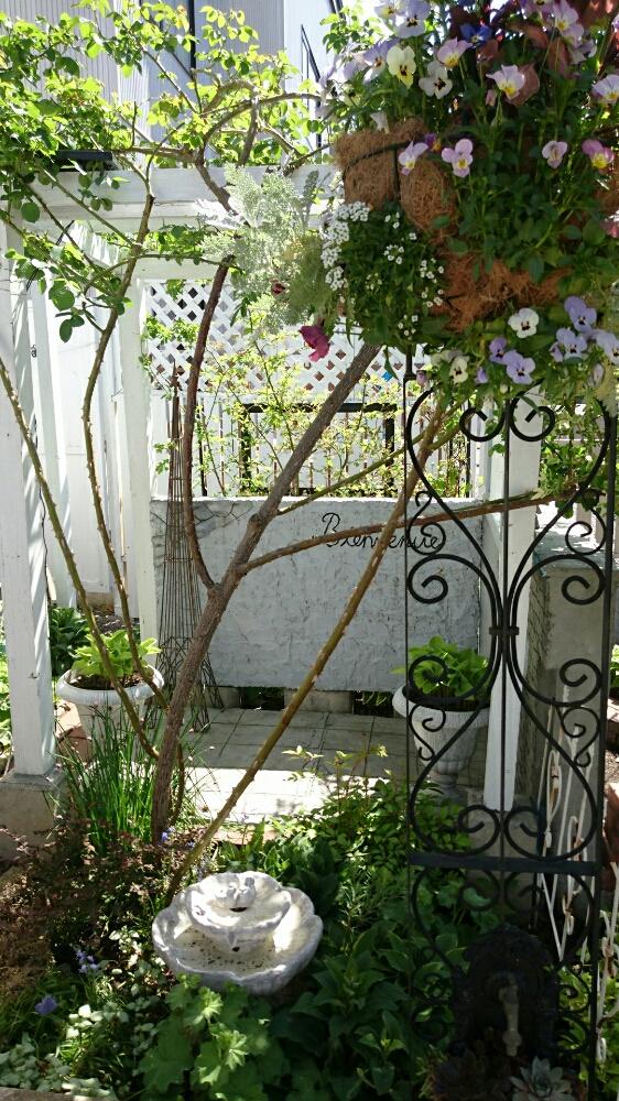 ウォーターファウンテンの投稿画像 By Rudyさん バラのアーチとモルタル造形と0万枚記念 テーマ別記念フォトコンテストと花のある暮らしとソーラー 噴水 18月5月29日 Greensnap グリーンスナップ