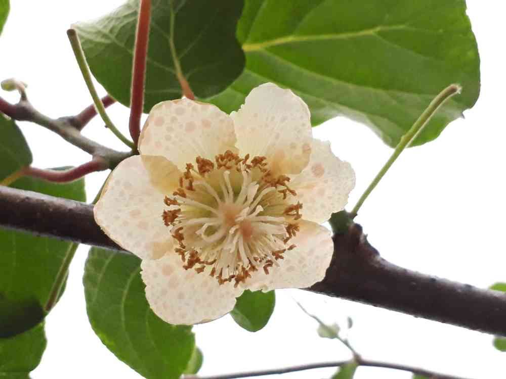 みんな大好き❤キウイフルーツ?No.2 家庭でも出来る溶液受粉編 