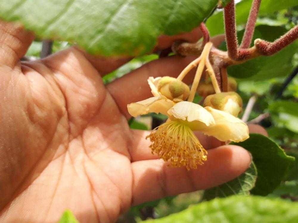 みんな大好き キウイフルーツ No 2 家庭でも出来る溶液受粉編 Greensnap グリーンスナップ