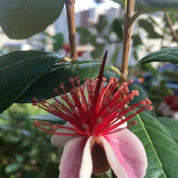 エキゾチックな花の投稿画像一覧 Greensnap グリーンスナップ