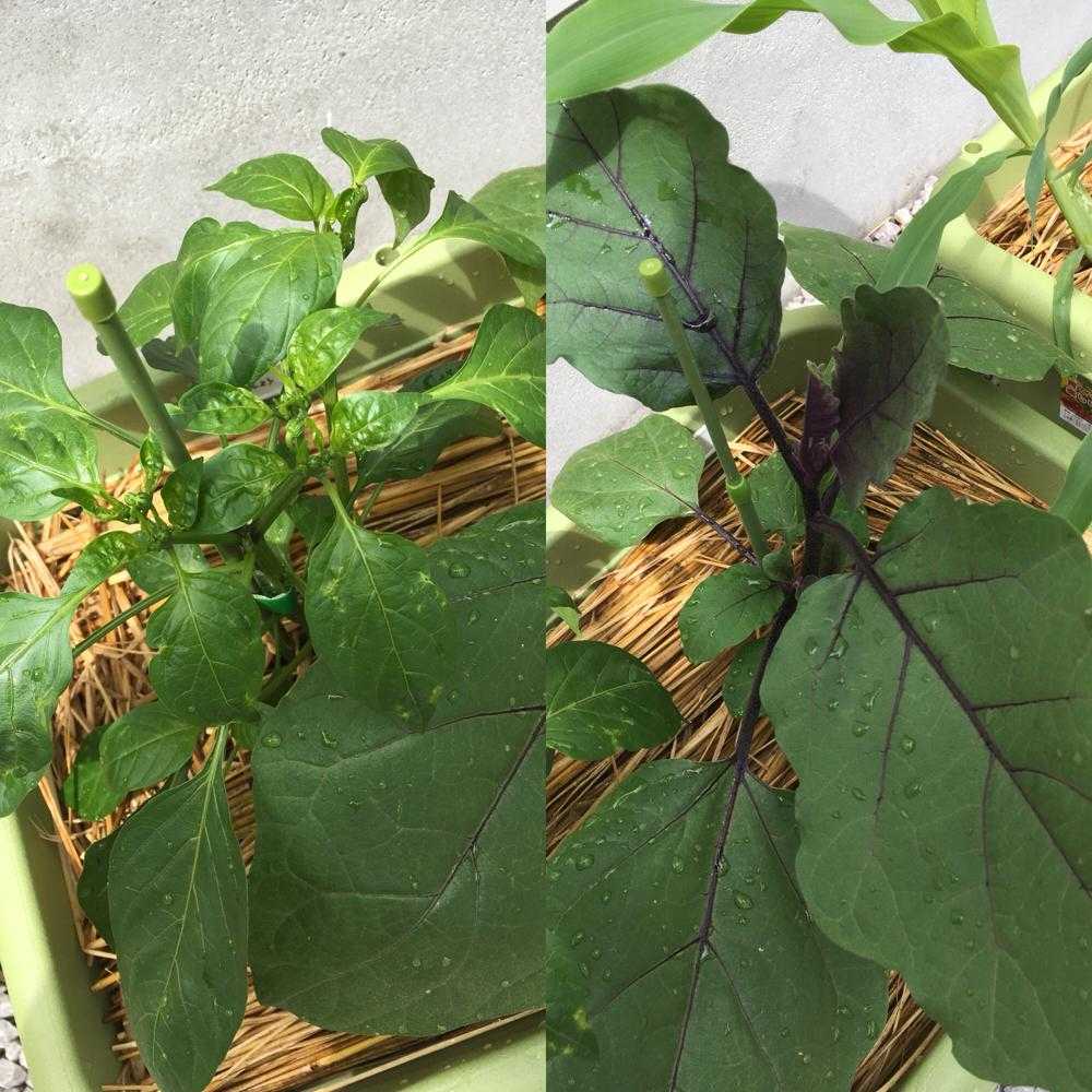 苗から育てる長なす ピーマン Greensnap グリーンスナップ