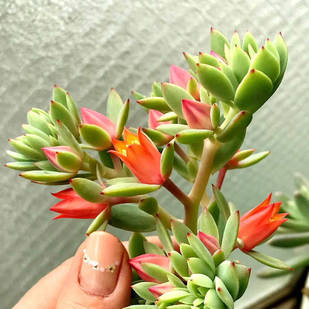 多肉の花の投稿画像 By ママワンさん エケベリア ピーチプリデ ととぎ汁効果とゴイスー 18月5月30日 Greensnap グリーンスナップ