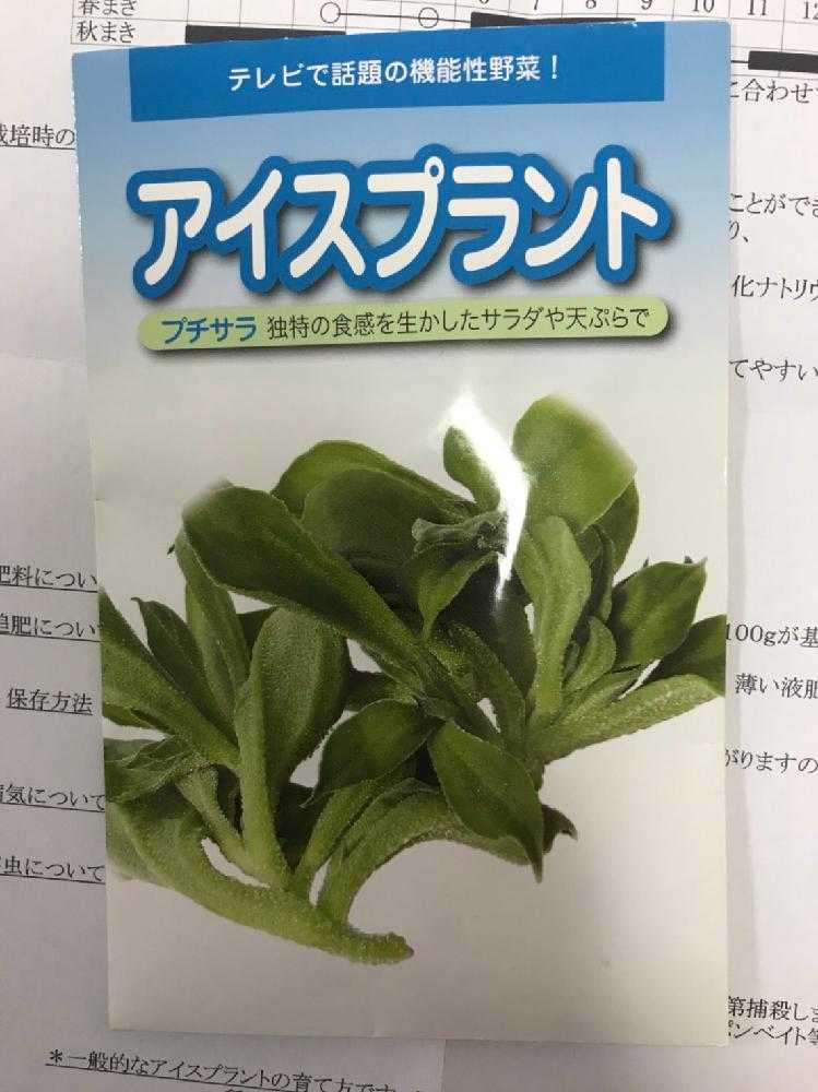 アイスプラント成長日記 Greensnap グリーンスナップ