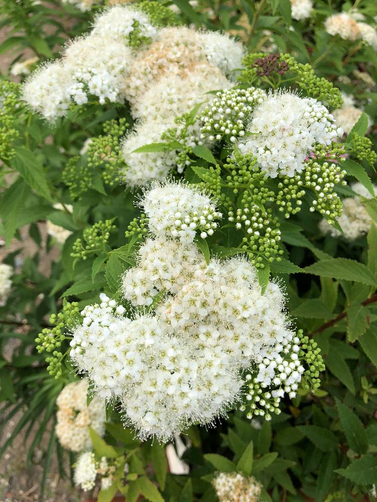 シモツケ の投稿画像 By ぶうさん 白い花とふわふわ 18月5月30日 Greensnap グリーンスナップ