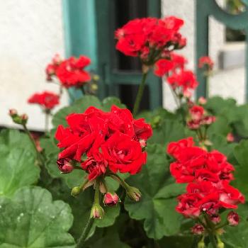 ゼラニウム 八重咲きの投稿画像一覧 Greensnap グリーンスナップ