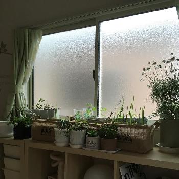 プチ観葉植物の画像 by たまこさん | 窓辺とプチ観葉植物と水耕栽培と花のある暮らし