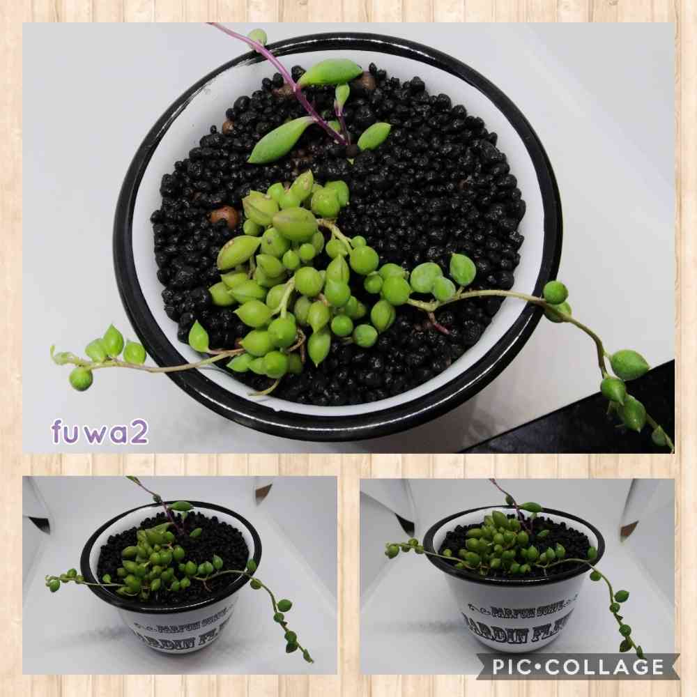 朱砂入り‪ෆ‪.*・゜緑玉髄 バイカラー宝瓶天珠(*´˘`*) グリーンネックレス＆ルビーネックレス 完結｜🍀GreenSnap（グリーン