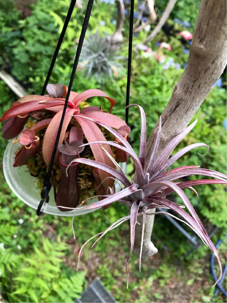 カピタータドミンゲンシスの投稿画像 By ラスタニャンさん ネペンテスとエアープランツ チランジアと食虫植物と着生植物 18月5月30日 Greensnap グリーンスナップ