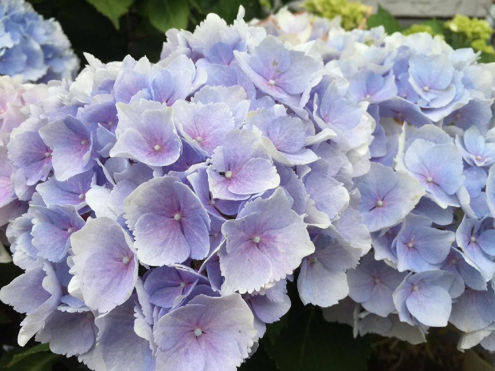 紫陽花の投稿画像 By 織さん フラミンゴブルーと黒茎紫陽花と紫陽花 アジサイ あじさい 18月5月30日 Greensnap グリーンスナップ